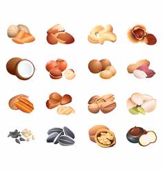 Calorie table nuts and seeds vector image