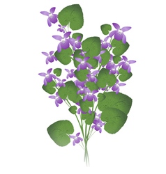 Bunch of wild violet vector image