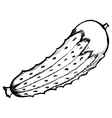 Cucumber vector image