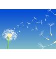 Dandelion vector image