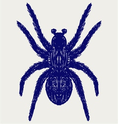 Spider tarantula vector image