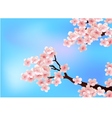 Cherry blossom vector image