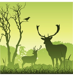 Stag deer vector image