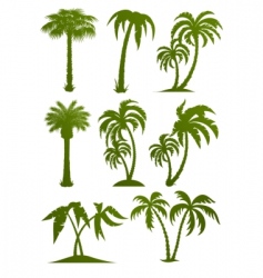 Palm tree silhouettes vector image