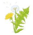 Flowers dandelions vector image