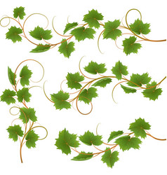 Vine vector image