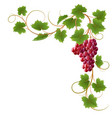Vine vector image