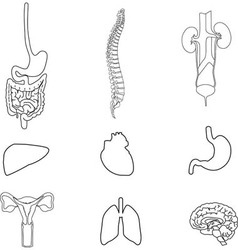 Set of human organs black vector image