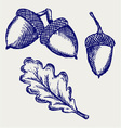 Acorn vector image