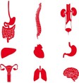 Set of human organs red vector image