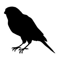 Black silhouette of canary vector image