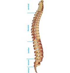 Spine vector image