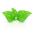 Green eco leaves isolated on white background vector image