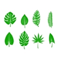 Green tropical leaves Green tropical leaves vector image