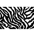 Zebra Safari Pattern vector image
