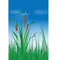 Reed plant over blue sky vector image