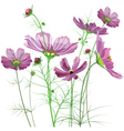 Garden flowers Cosmos bipinnatus vector image