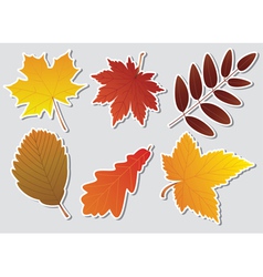 Fall leaves vector image