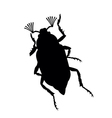 Maybug vector image