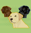 Labrador retrievers vector image