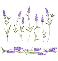 Set of lavender vector image