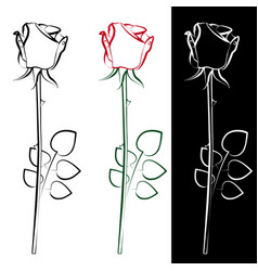 Roses vector image