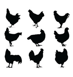 Chicken vector image