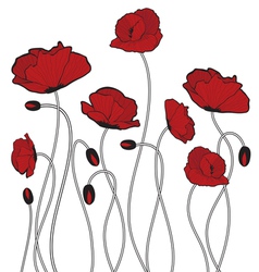 Poppy flowers vector image