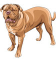 French Mastiff vector image