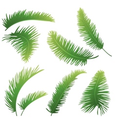 Branches of palm trees vector image