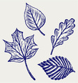 Collection autumn leaves vector image