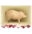 Pig and pork vector image