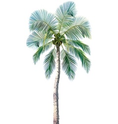 Palm tree vector image