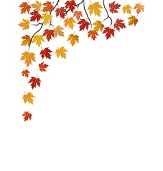 Branches of a maple on white vector image