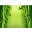 Stalks bamboo vector image