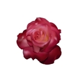 Red rose vector image