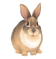 Rabbit vector image