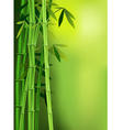 Bamboo vector image
