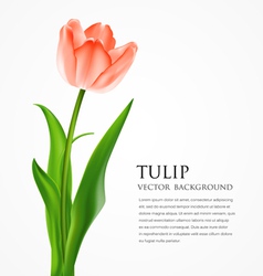 Beautiful tulips vector image