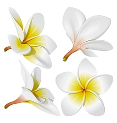 Frangipani flowers vector image