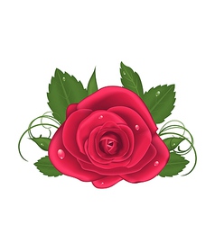 Close-up beautiful rose isolated on white vector image