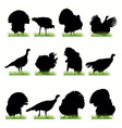 Turkey vector image