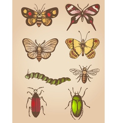 Set of hand drawn vintage butterfly and insects vector image