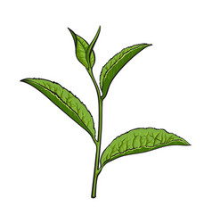 Hand drawn green tea leaf side view sketch Hand drawn green tea leaf side view sketch vector image