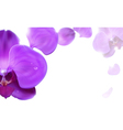 Background with orchids vector image