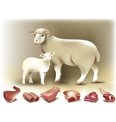 Sheep lamb and mutton vector image