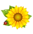 Sunflower with ladybird vector image