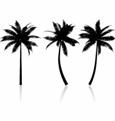 Palm tree graphics vector image