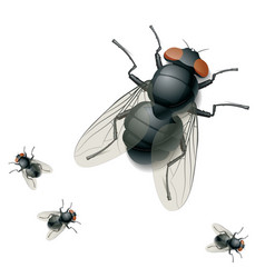 Housefly vector image