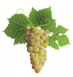 Grape vector image
